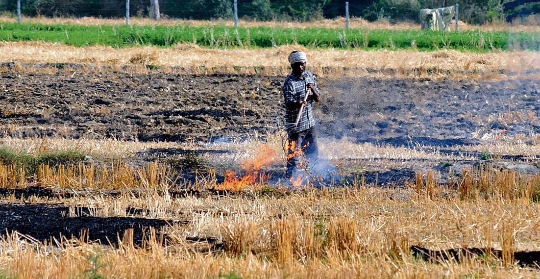 Haryana sees 59% dip in farm fires this month