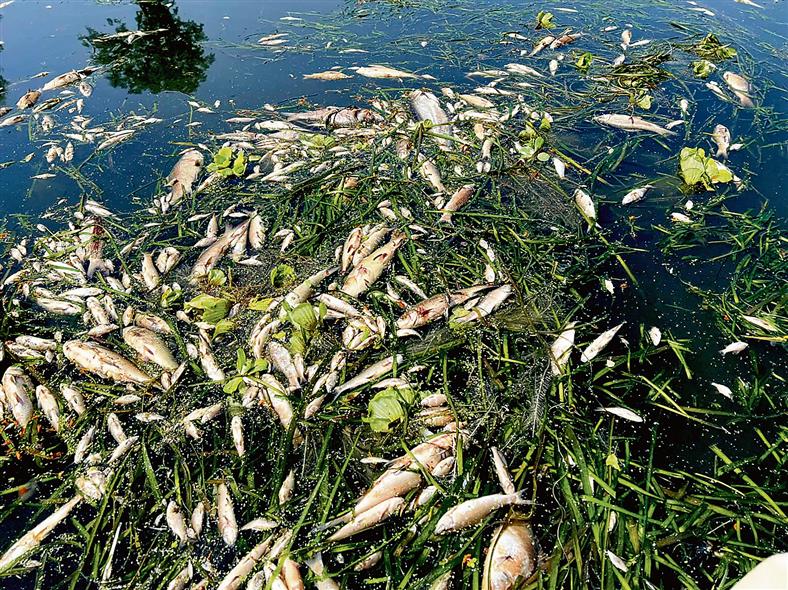 Thousands of fish found dead in Kali Bein in Sultanpur Lodhi