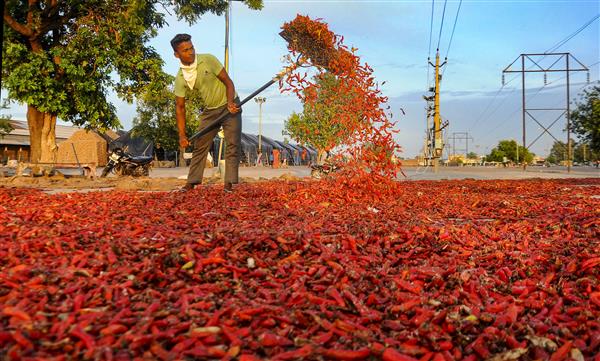 Chilli growers of Ferozepur set example, move away from paddy-wheat cycle