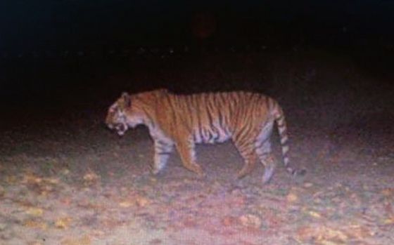 Tiger at Kalesar National Park in Yamunanagar caught on camera