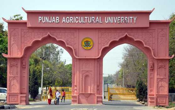 Punjab Agricultural University assesses impact of surface seeding