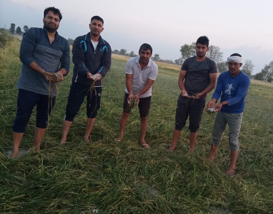Hail damages crops in Rohtak