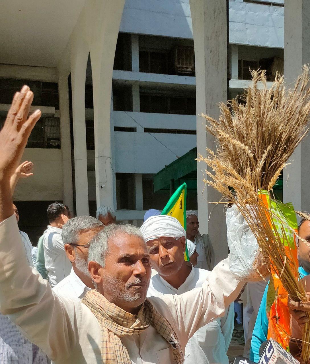 Rohtak farmers protest with damaged wheat crop