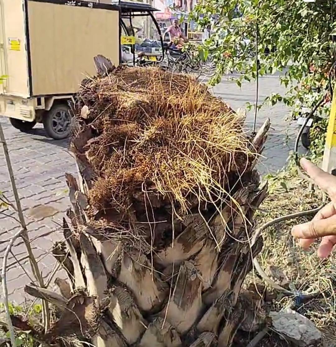 MC removing palm trees to derail Vigilance probe: Vijay Pratap Singh