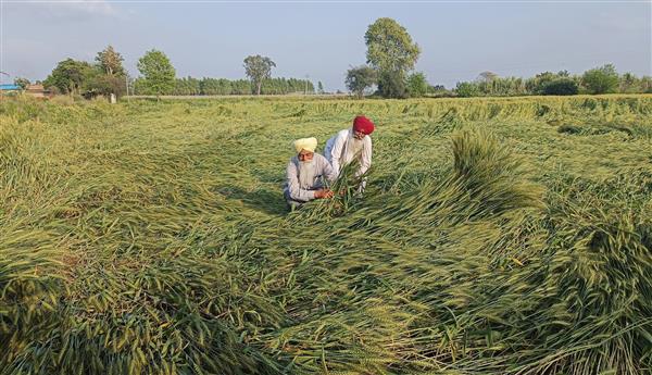 More worry, flattened wheat crop turns black in Punjab