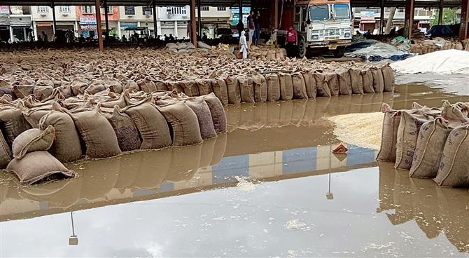 Rain drenches wheat stock in mandis : The Tribune India