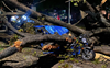 Tree falls on e-rickshaw in Chandigarh, driver suffers injuries