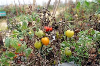 Blight affects tomato crop on 350 acres