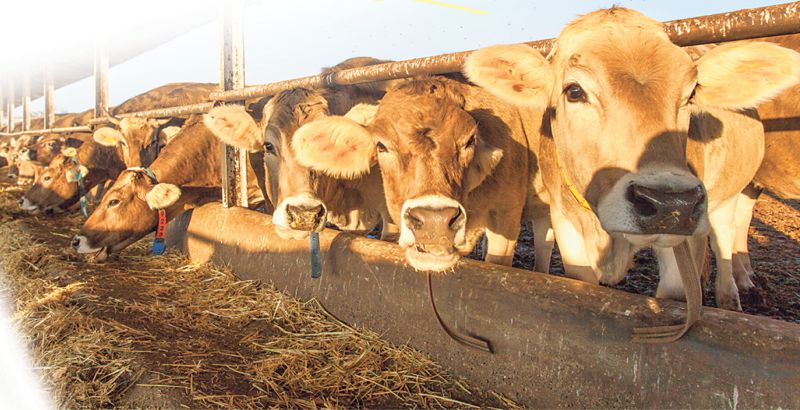 Bolster financial lifeline of livestock sector
