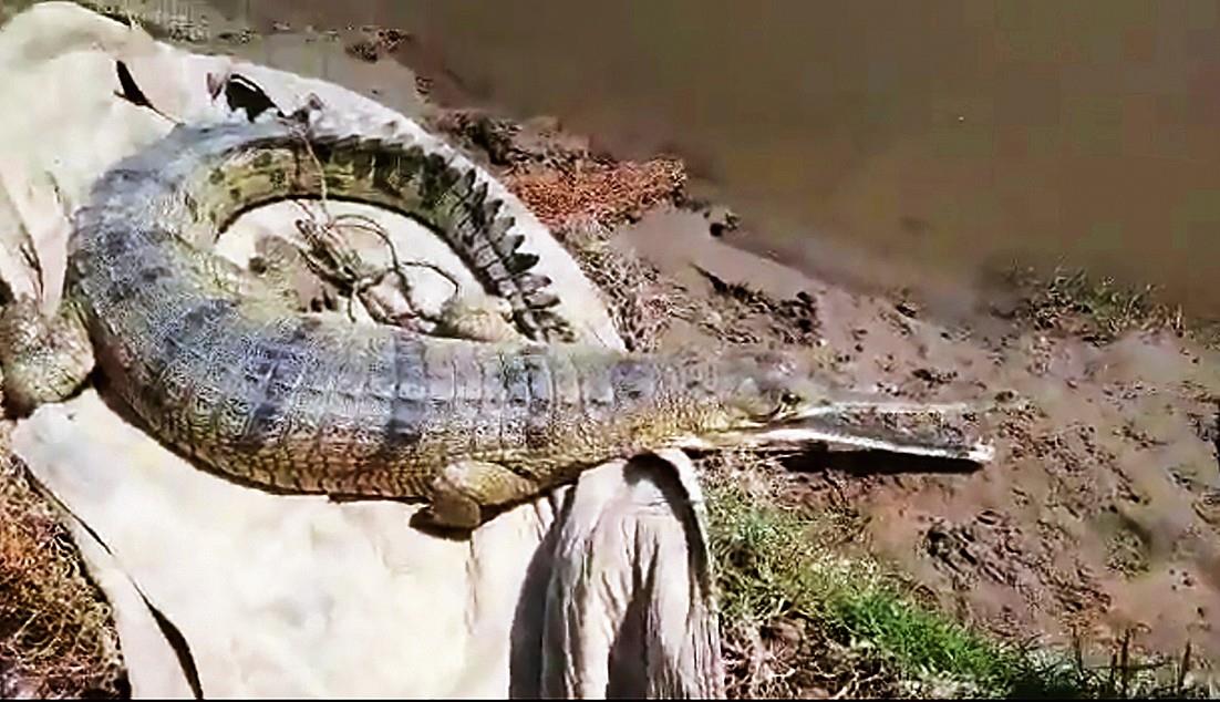 Harike gharials in Pakistan? World Wildlife Fund-India looking at evidence