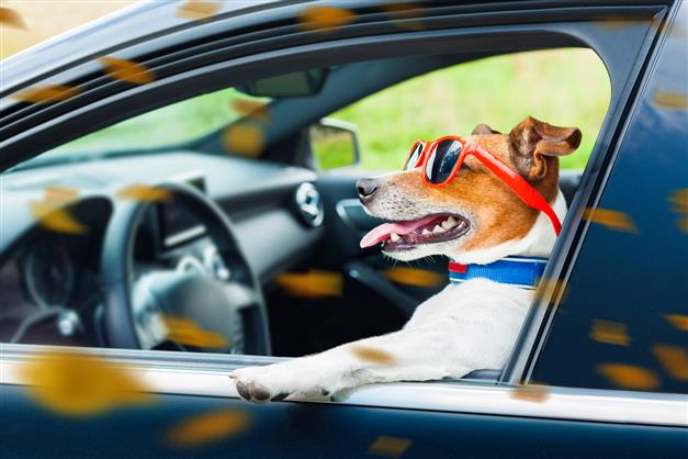 Bizarre: Inebriated man in US claims his dog was driving car after being stopped for over speeding