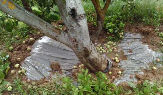 Hailstorm wreaks havoc on apple, stone fruit, pea crops in Mandi district