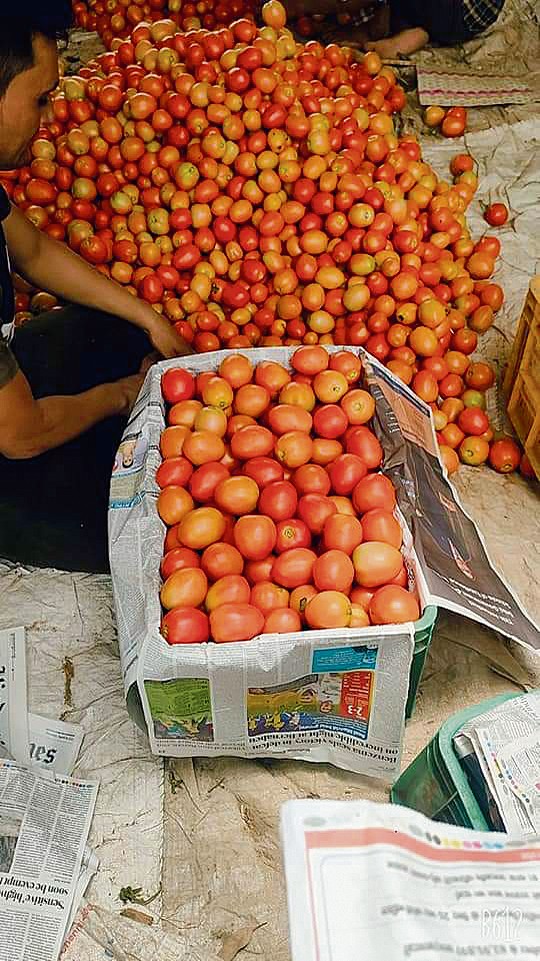 Unstable prices a worry for Haryana’s tomato growers