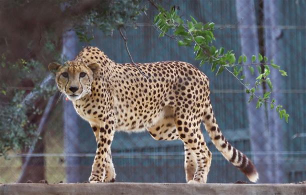 Supreme Court concerned over death of cheetahs at KNP, asks Centre to consider shifting them to Rajasthan