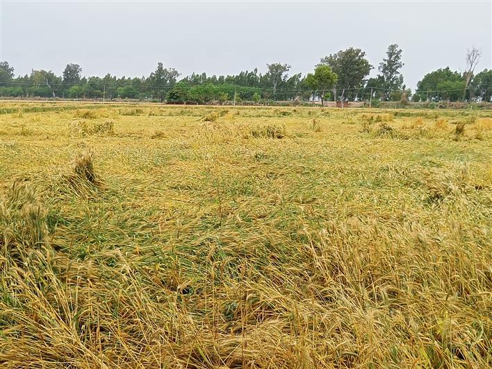 Muktsar sees 22% rise in wheat arrivals at mandis