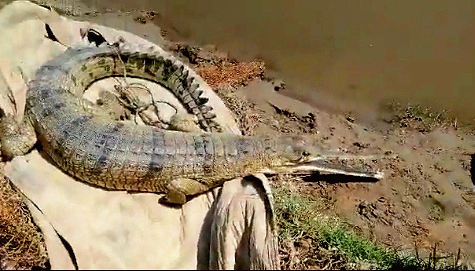 3 decades on, gharial spotted in Pakistan’s Punjab waters