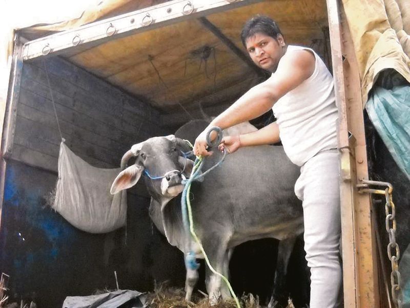 Cow vigilantes’ illegal activities are a threat to law and order
