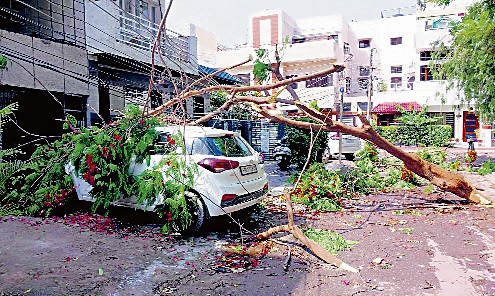 Tall trees pose threat to life, property in Mohali