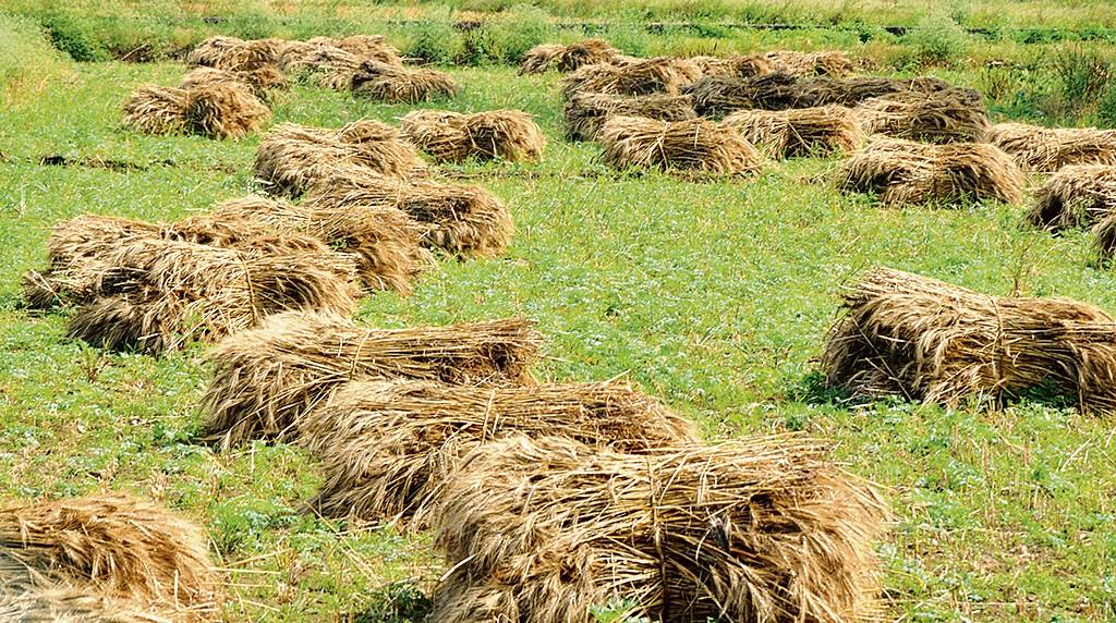 Rain hits livestock farmers as price of dry fodder soars