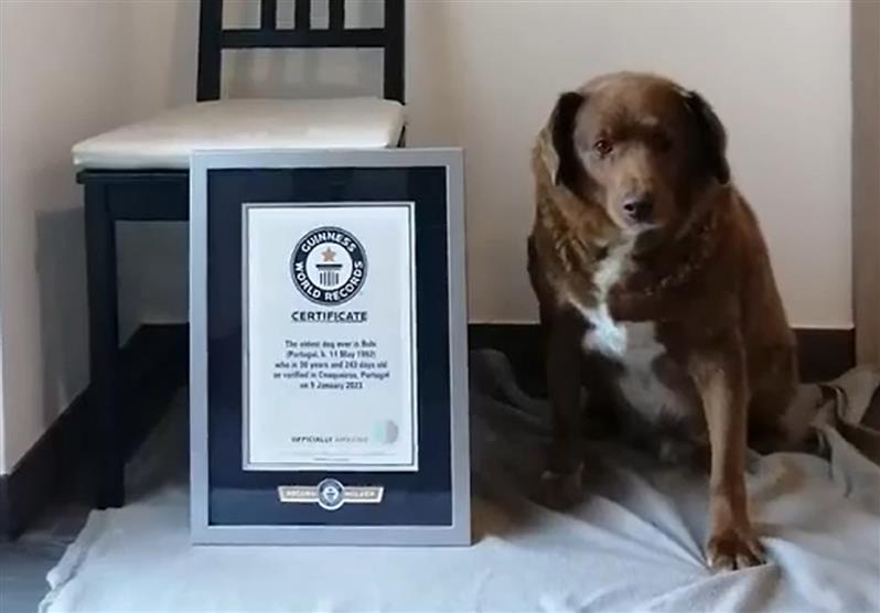 World’s oldest dog celebrates 31st birthday, according to Guinness World Records