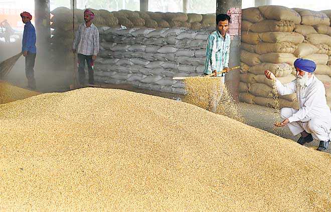 Despite inclement weather, record grain yield likely in India