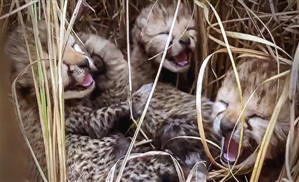 Two more cheetah cubs born in MP’s Kuno National Park die from ‘apparent dehydration and weakness’