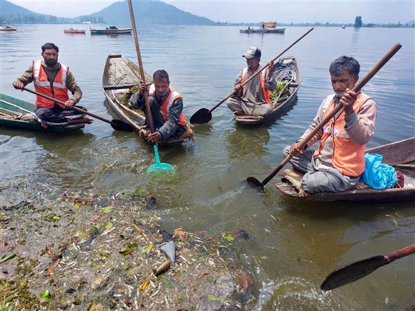 Large-scale fish deaths in Dal Lake raise alarm among residents, authorities call it ‘annual’ affair