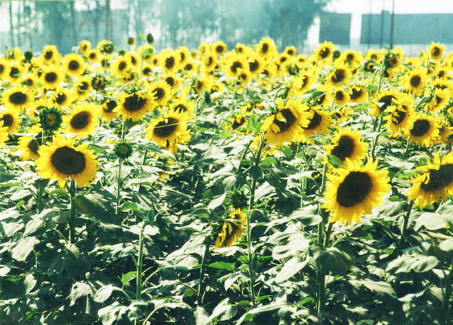 Kurukshetra: Sunflower farmers threaten stir