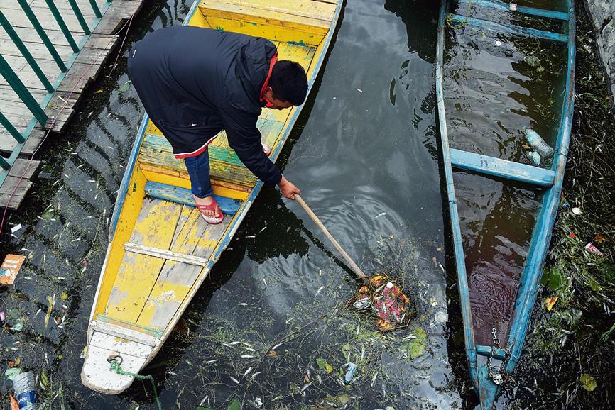 Thousands of fish found dead in Dal Lake in Srinagar