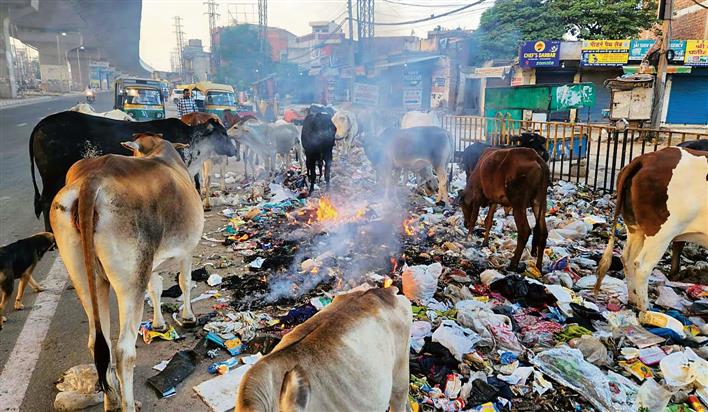 As sanitation workers’ strike continues, roads turn into dumpyards