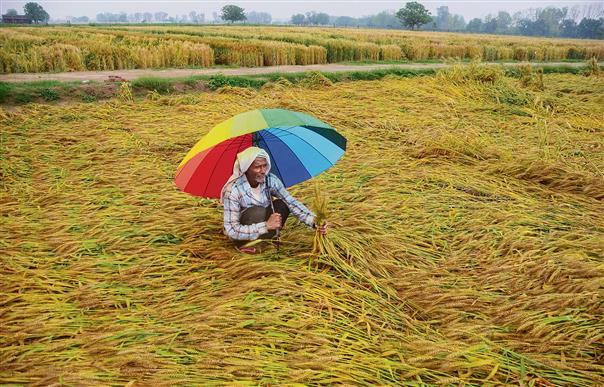 Meham MLA: Crop insurance claims worth Rs 800 crore rejected