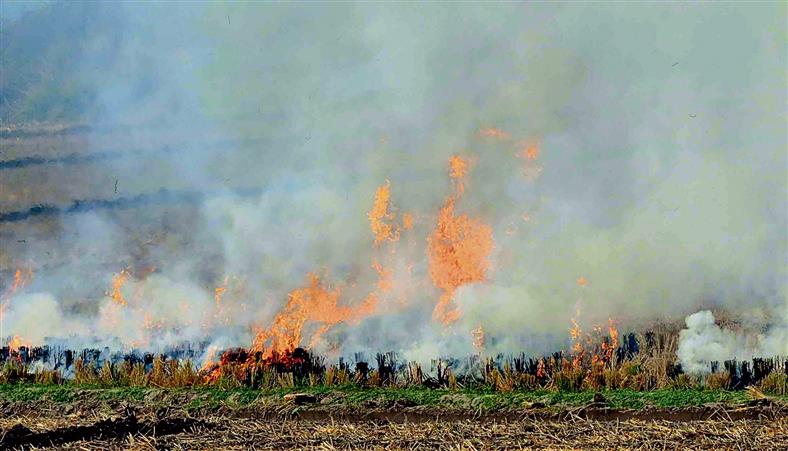 Patiala District sees 418 farm fire cases this season