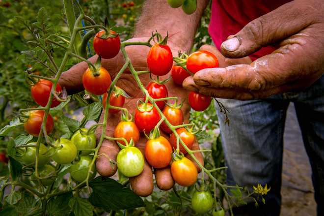 Once known for tomato, village now averse to it