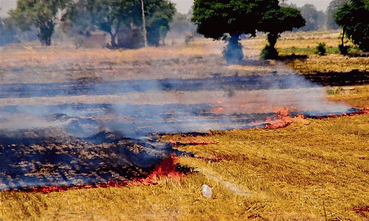 In eight days, Haryana records 1,357 wheat stubble burning cases