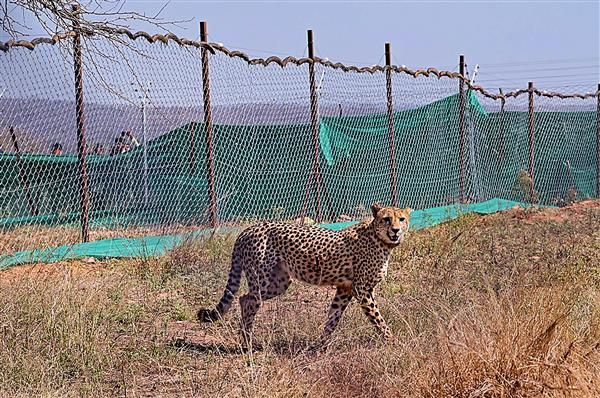 Centre forms panel to oversee cheetah plan