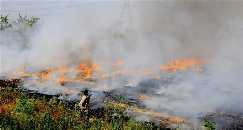 Jalandhar district sees increase in stubble burning cases