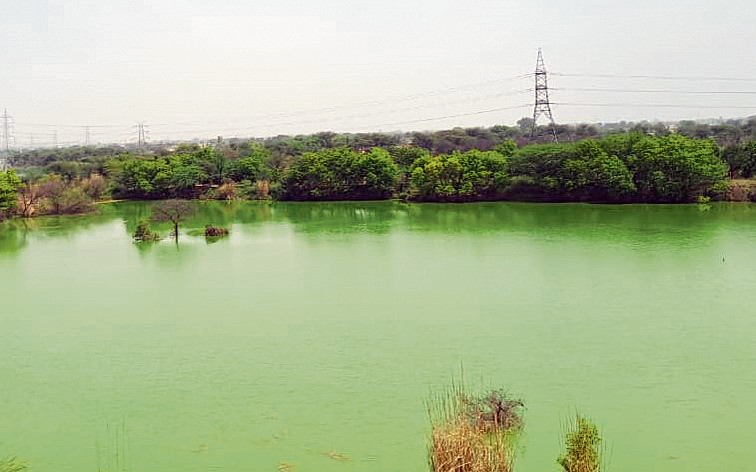 Help revive Sahibi river, NGT tells Haryana, Rajasthan, Delhi