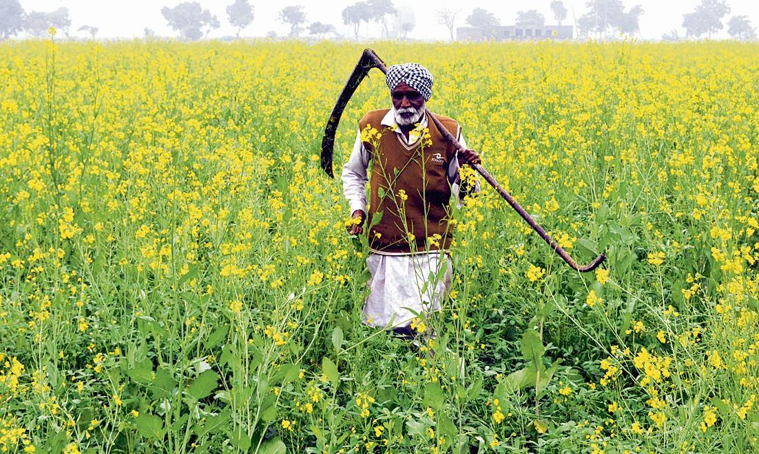 Mustard Cultivation In India ChargeERP Blog, 53% OFF