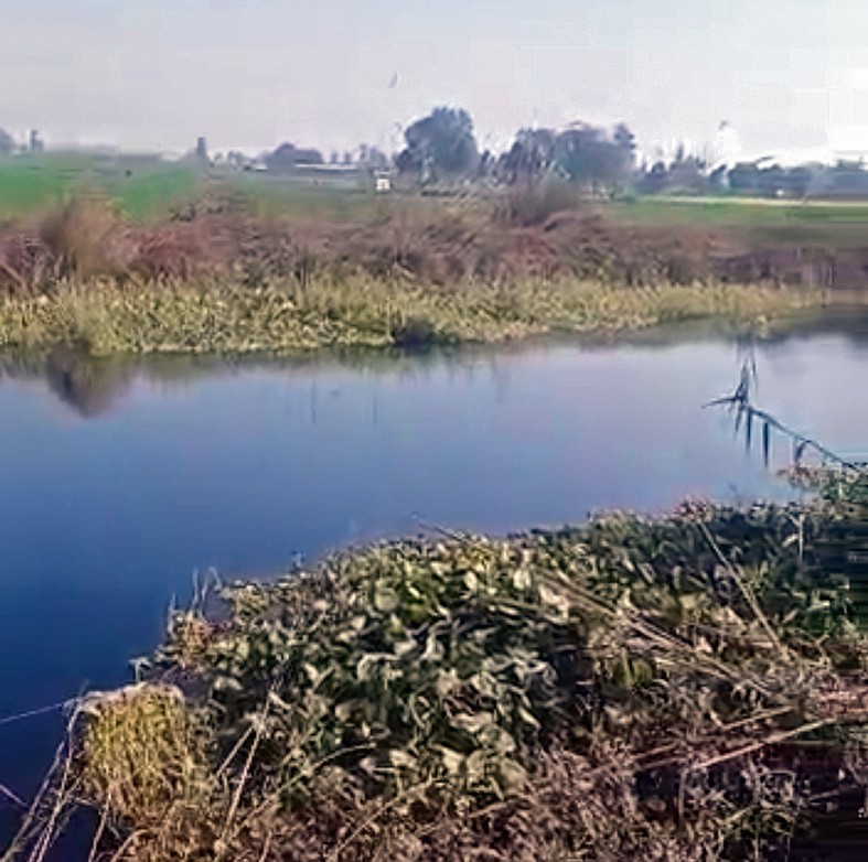Polluted Sutlej poses health risk to villagers in Ferozepur, Fazilka
