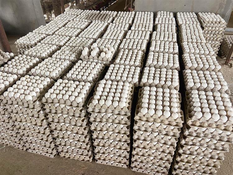 Use refrigerated vans for eggs, says UP; stocks pile up in Haryana