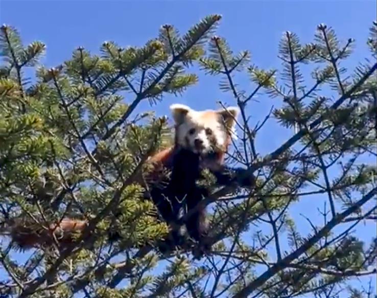 Endangered Red Panda spotted in Arunachal’s Tawang