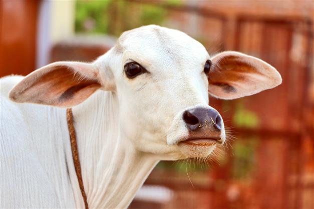 Cow urine can be a boon for humans: IVRI