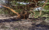 Farm fires destroy trees in Sangrur