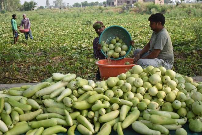 Amritsar: Poor returns, veggie growers seek MSP