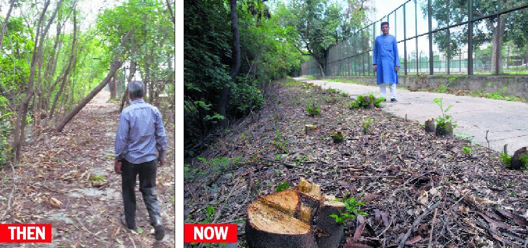 200 trees 'felled' for Chandigarh's 1st green corridor along N-Choe