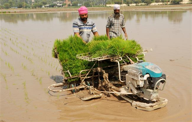 Fazilka district achieves target of direct seeding of rice