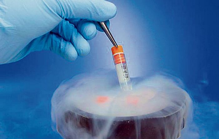 Synthetic embryo