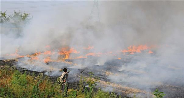 591 stubble-burning cases in Jalandhar district so far