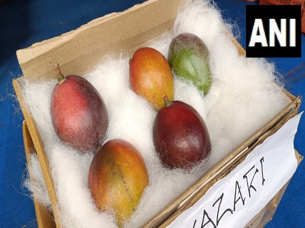 World's most expensive mango 'Miyazaki' worth whopping Rs 2.75 lakh per kg showcased in West Bengal's Siliguri