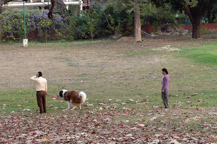 Pet dog attacks woman, infant in Gurugram society, owner booked